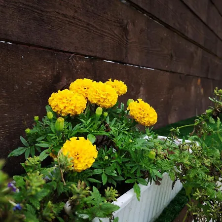 פארק נופש Alexander